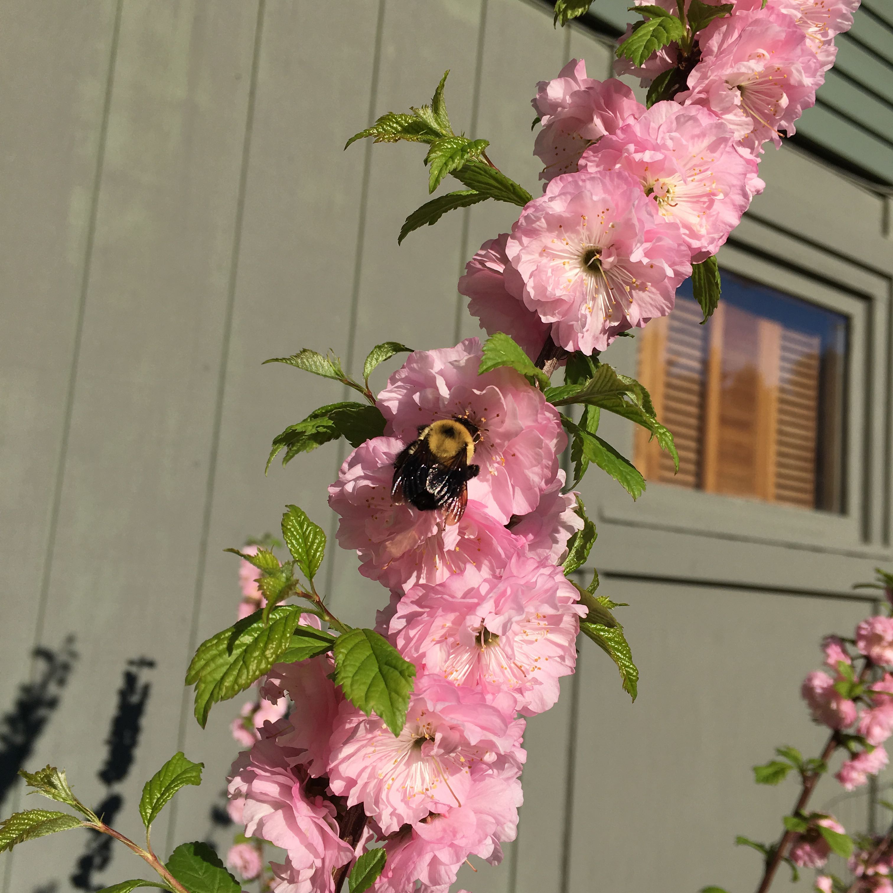 Photo of the plant species flowering plum by @QuietChollipo named Your plant on Greg, the plant care app