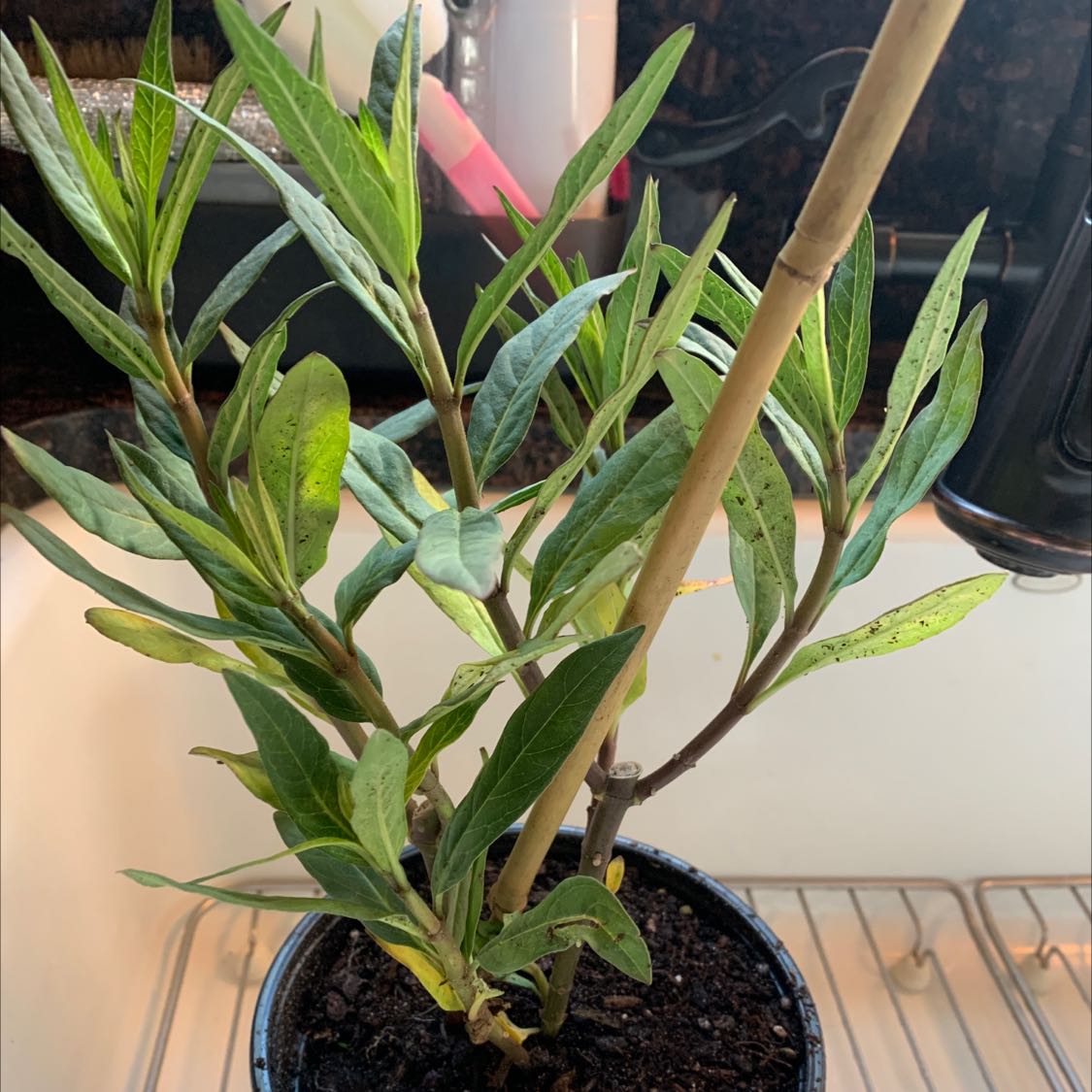 Swamp Milkweed plant in a pot with green leaves, well-framed and healthy.