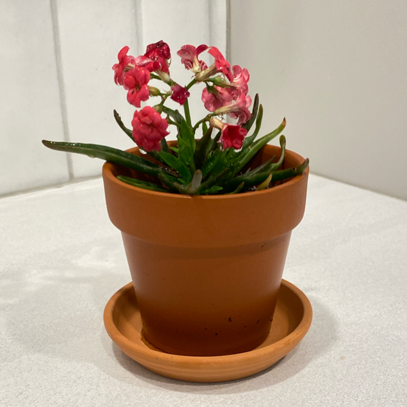 Photo of the plant species Kalanchoe Tarantula by @Mathitat named Brad on Greg, the plant care app