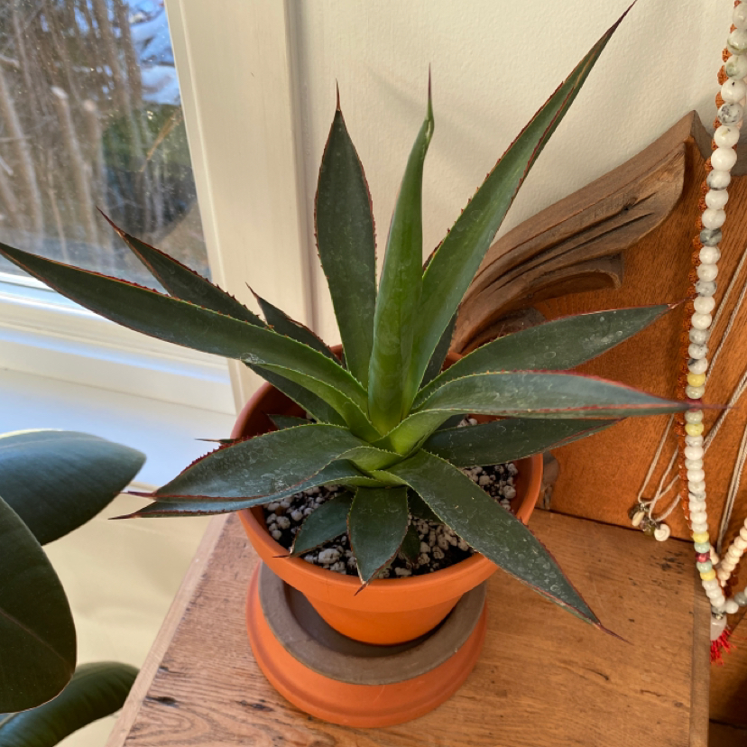 Agave 'Blue Glow' plant in a terracotta pot with green leaves and red edges.