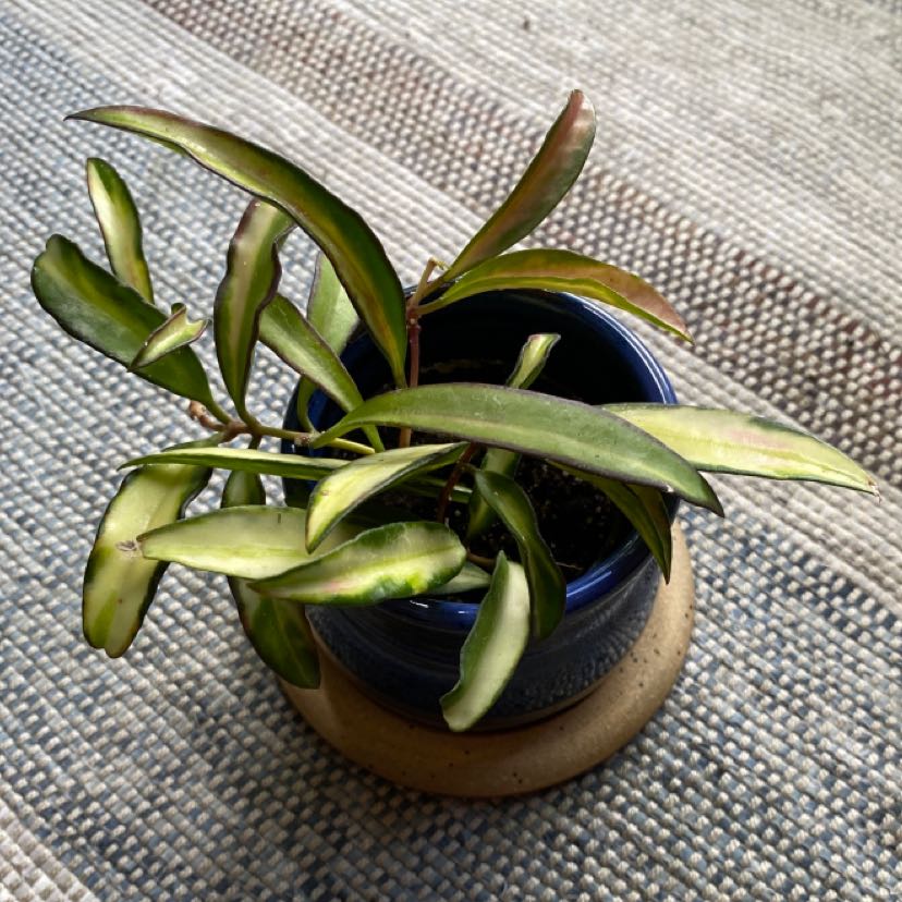 Variegated Hoya kentiana plant in a blue pot with some yellowing and browning leaves.