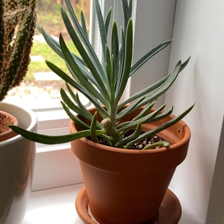 Potted Narrow-Leaf Chalk Sticks plant on a windowsill, healthy and well-framed.