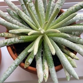 Photo of the plant species Fingertips by @Mathitat named Roxanne on Greg, the plant care app