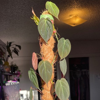 Philodendron Micans plant in Albuquerque, New Mexico