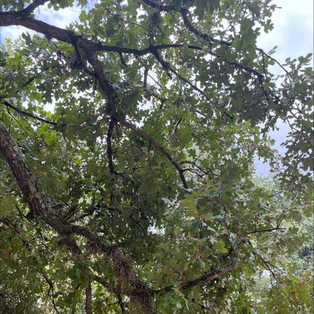 Photo of the plant species Post Oak by Jocularpeyote named Your plant on Greg, the plant care app