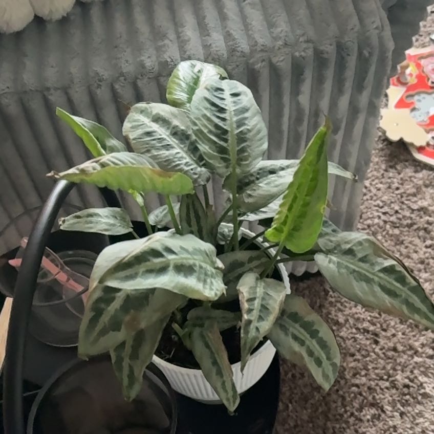 Photo of the plant species Silver Form by @RelevantPecan named Sahara on Greg, the plant care app