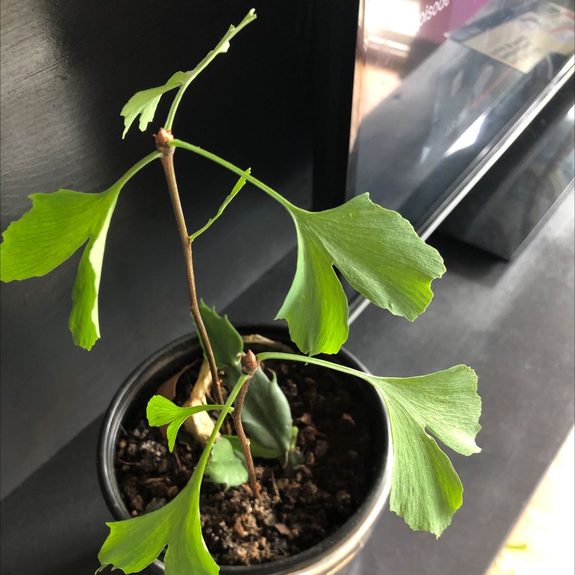 Young Ginkgo tree in a pot with fan-shaped leaves, indoors.