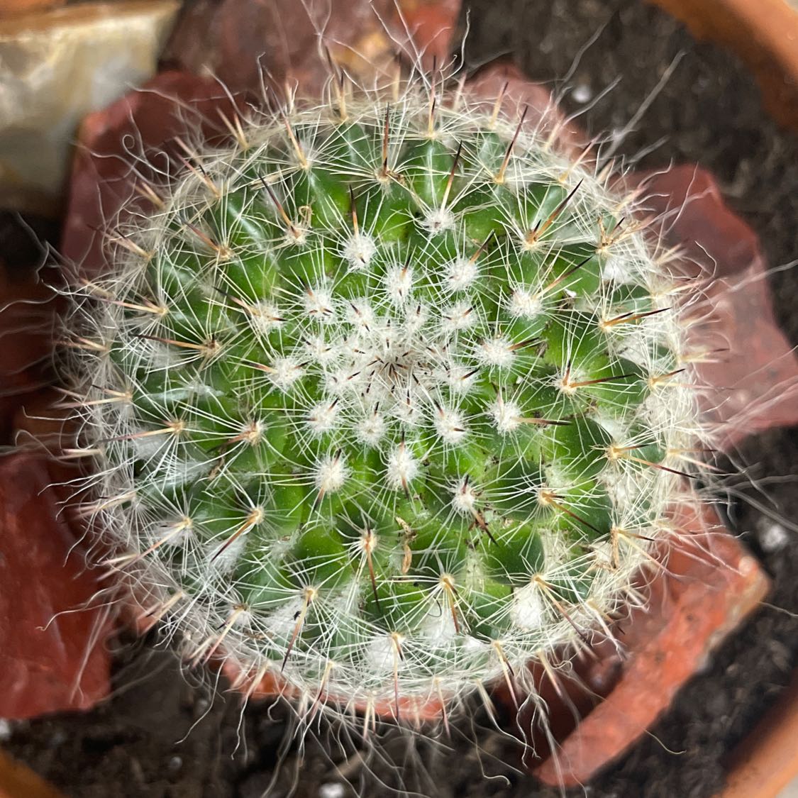 Why Are My Old Lady Cactus Leaves Curling?