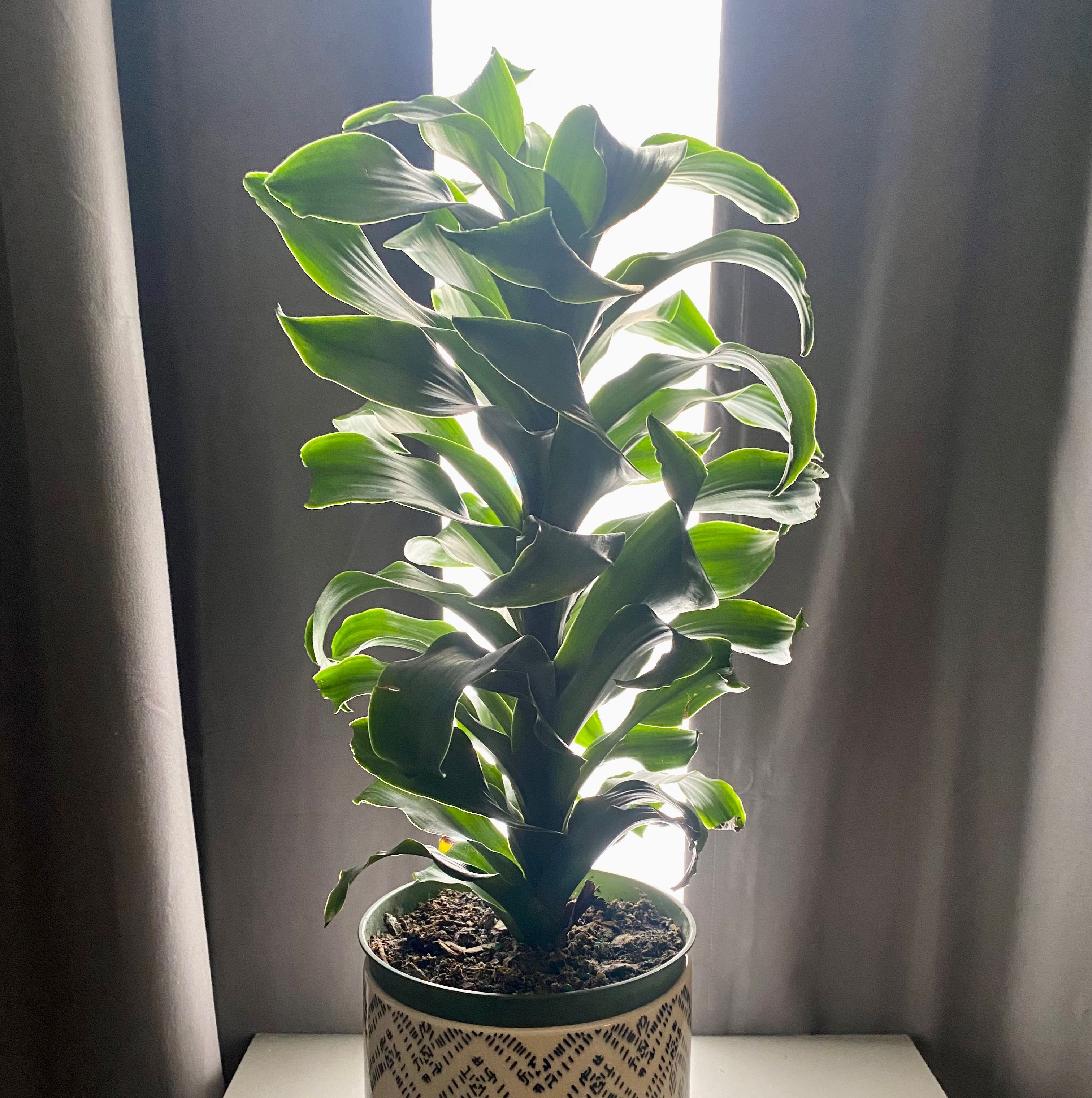 Black Spots on My Twister Snake Plant Leaves