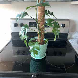 Mini Monstera plant in Van Alstyne, Texas