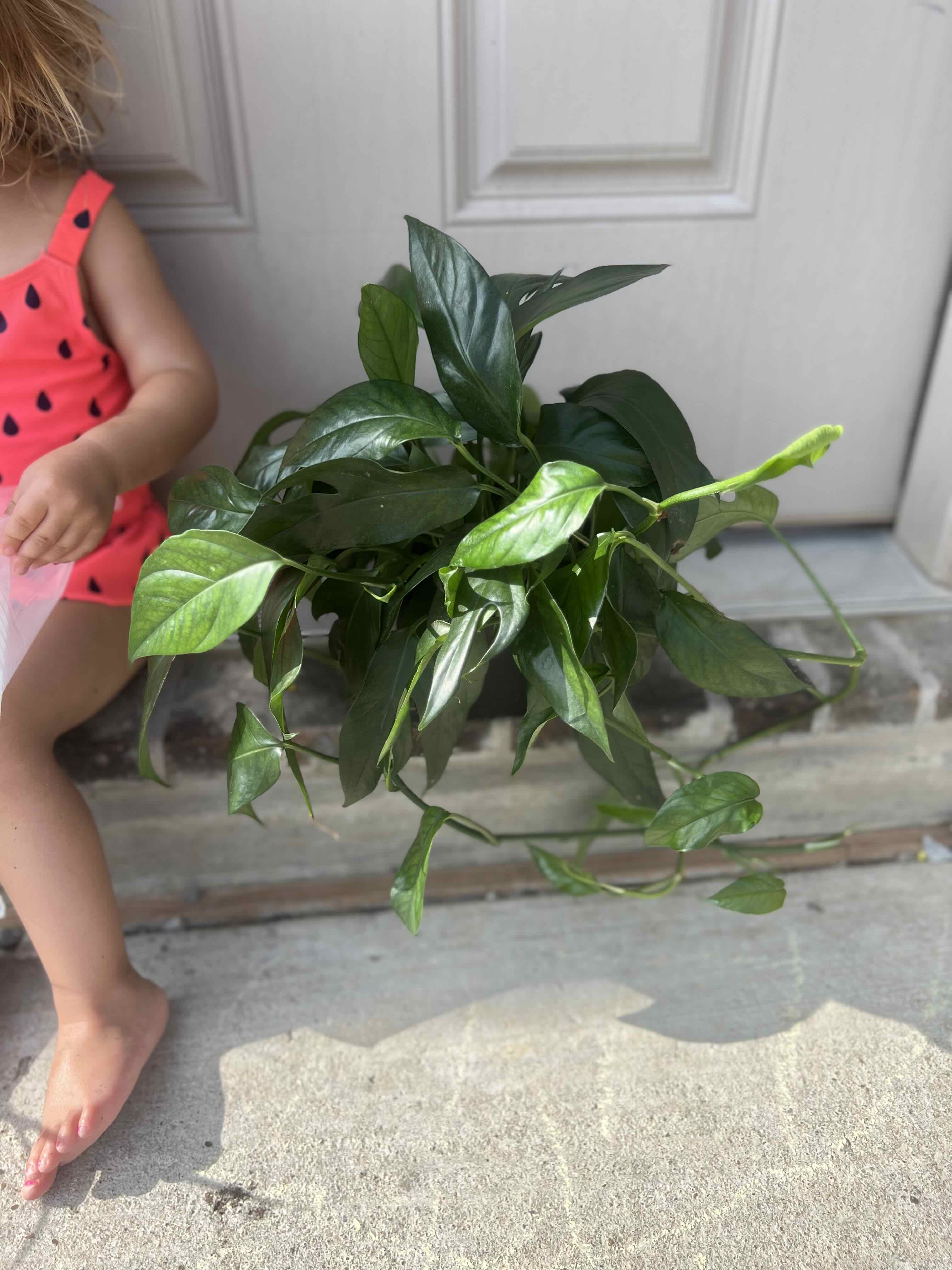 Pothos Baltic Blue