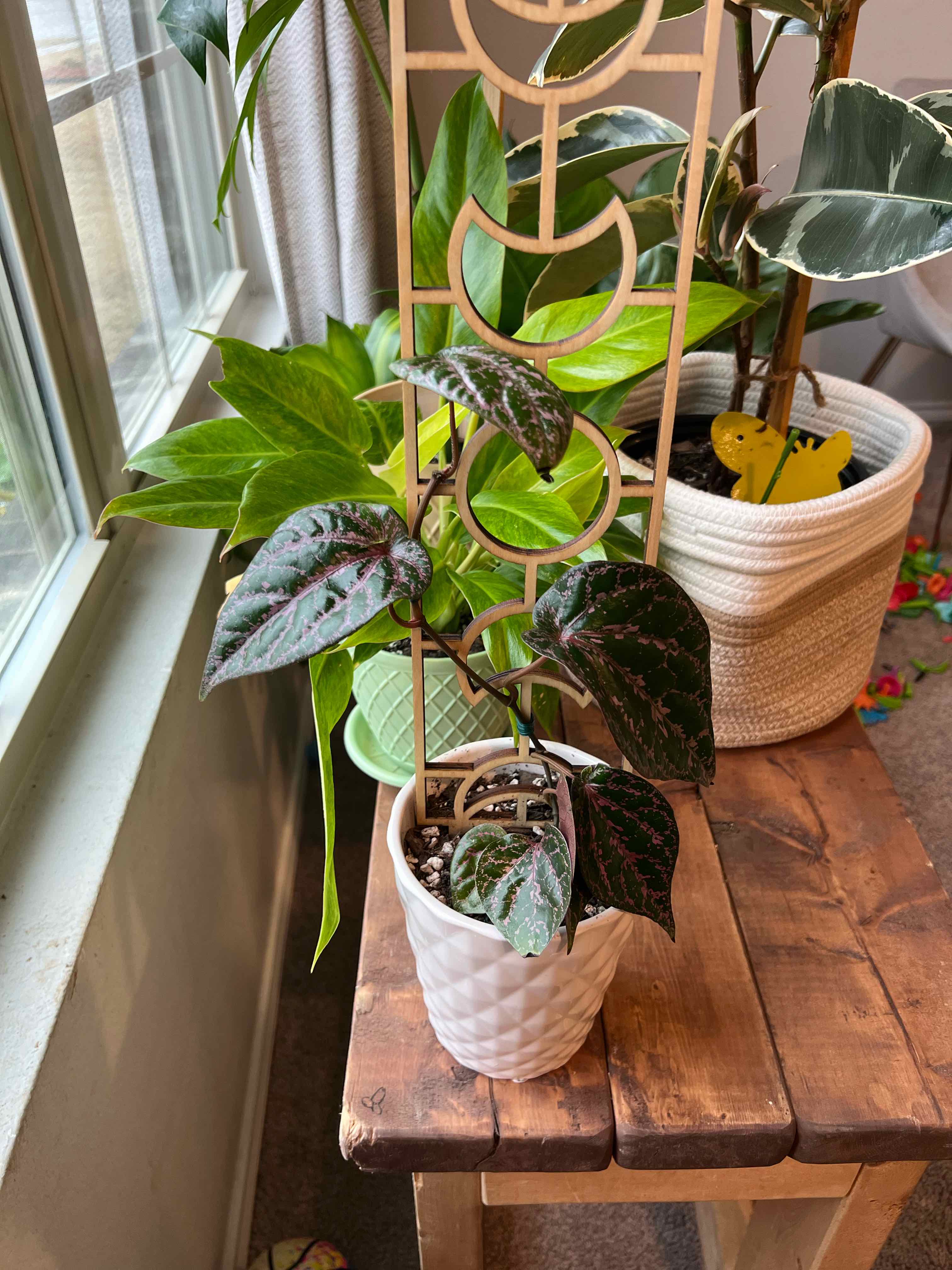 Potted Red Betel plant on a wooden table near a window, with visible soil and healthy leaves.
