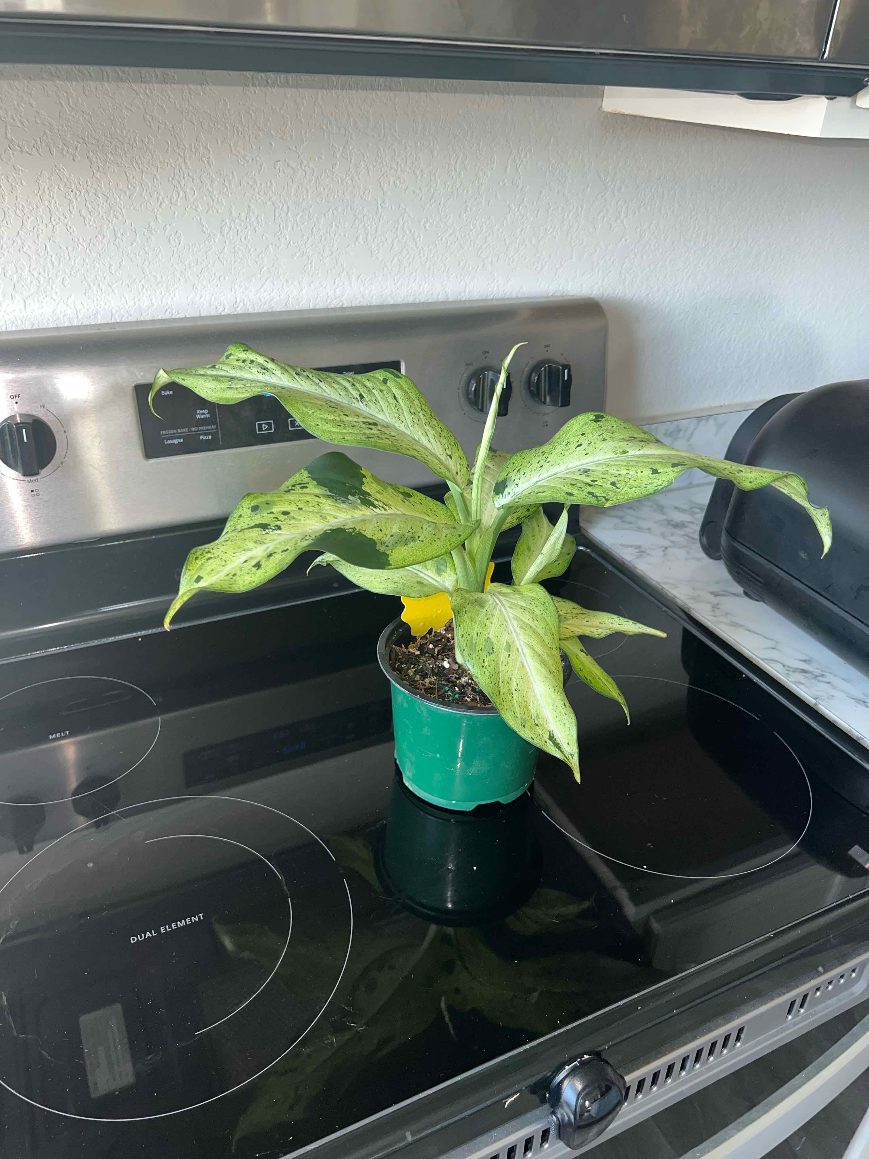Dieffenbachia 'Camouflage' plant in a green pot on a kitchen stove.