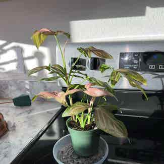 Pink Syngonium plant in Van Alstyne, Texas