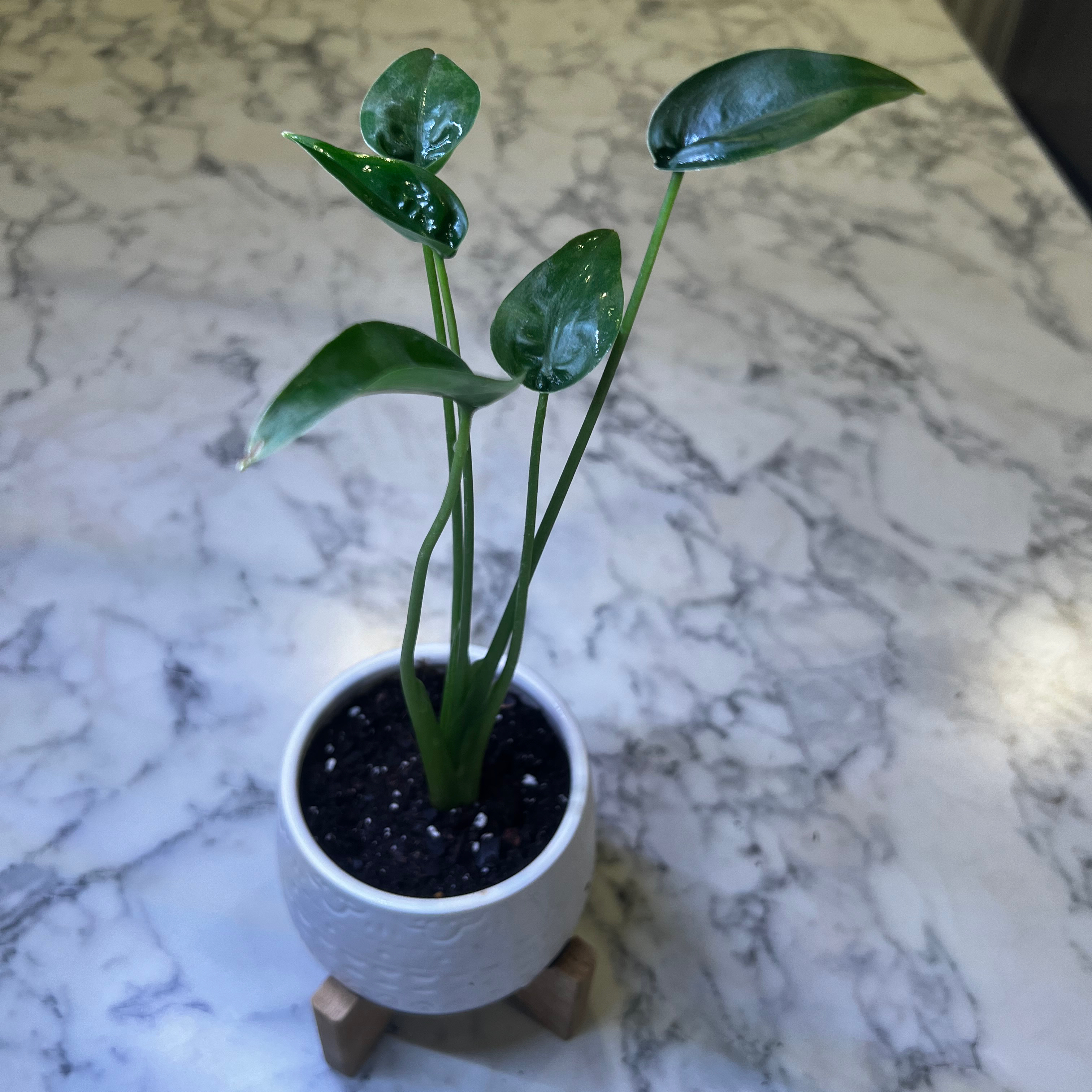 A healthy Tiny Dancer plant in a small white pot on a marble surface.