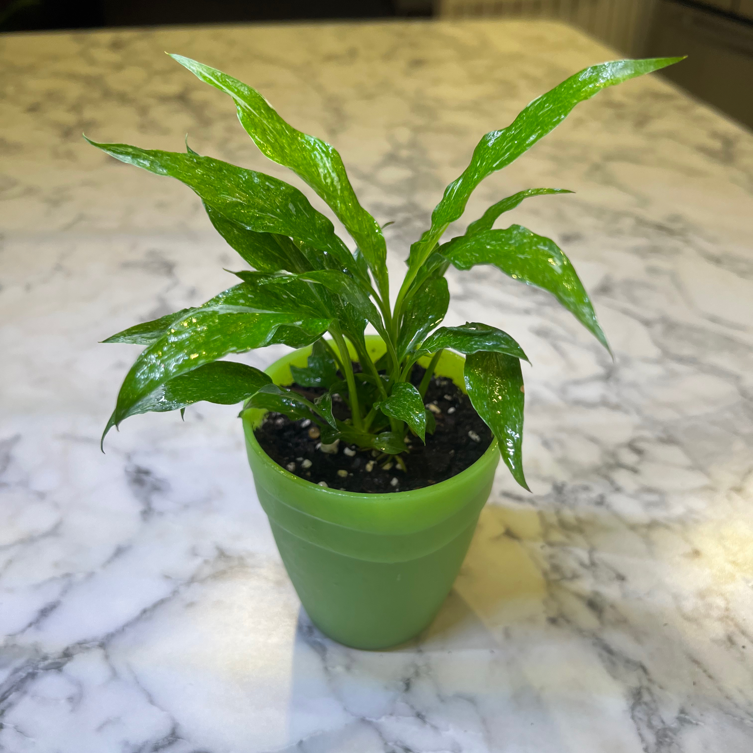Variegated Peace Lily in a green pot on a marble surface.