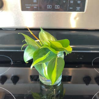 Brazil Philodendron plant in Van Alstyne, Texas