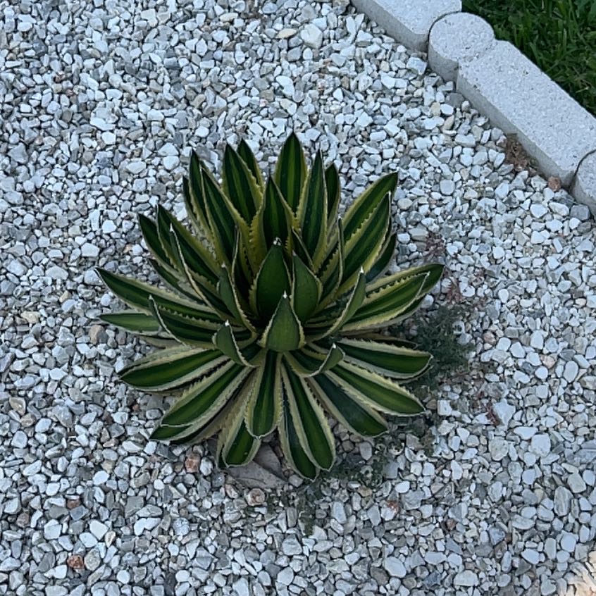 Healthy Thorn-Crested Century Plant in a gravel bed, well-centered and thriving.