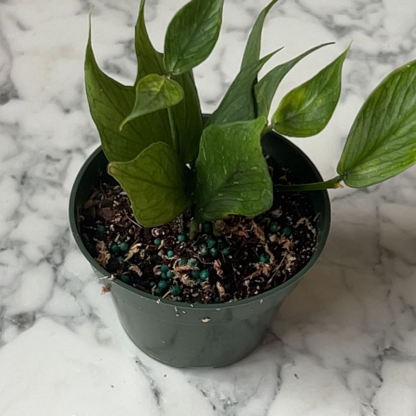 Potted Fishtail Hoya plant with green leaves and visible soil.