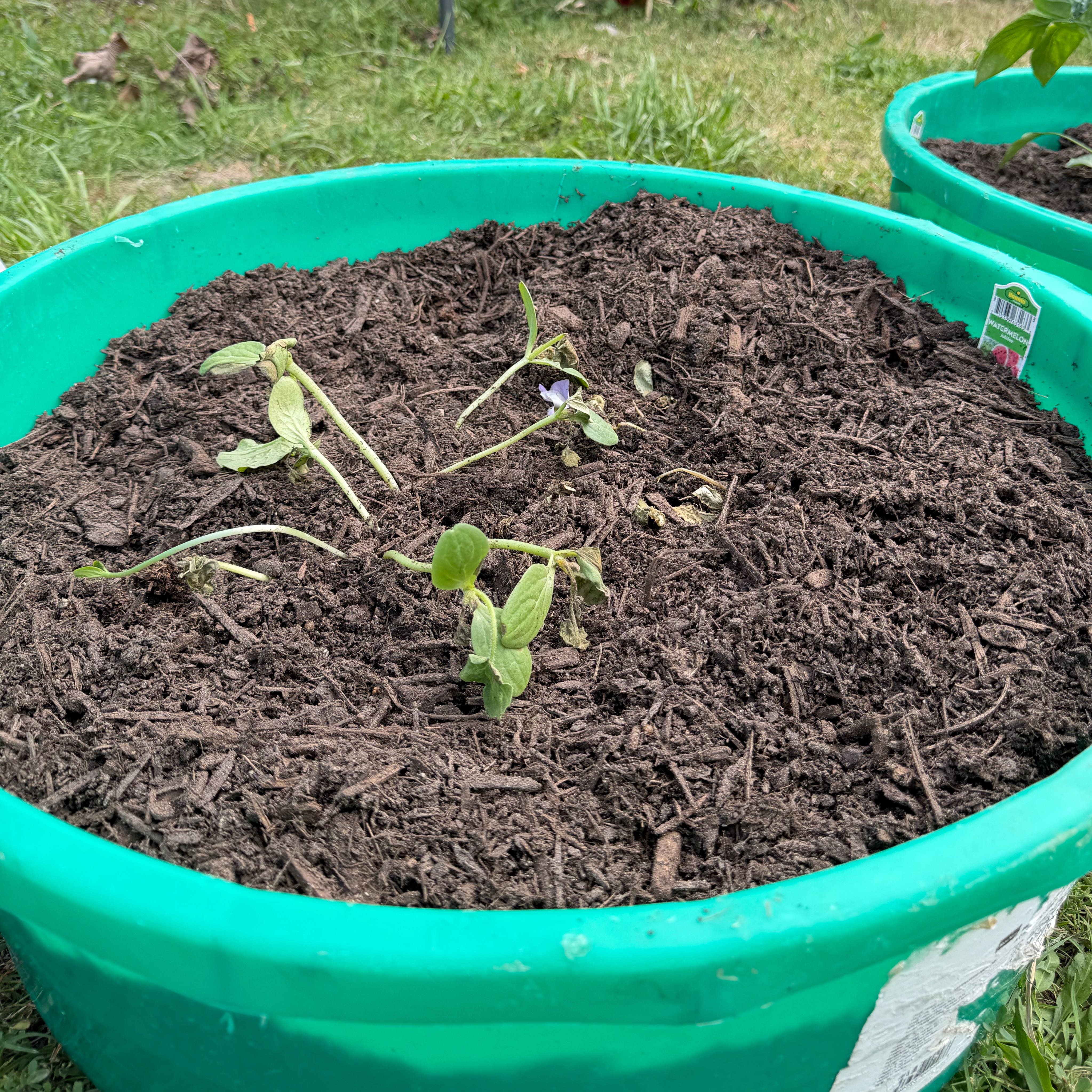 Photo of the plant species Jubilee Watermelon by @RavenBlair2022 named Khaleesi on Greg, the plant care app
