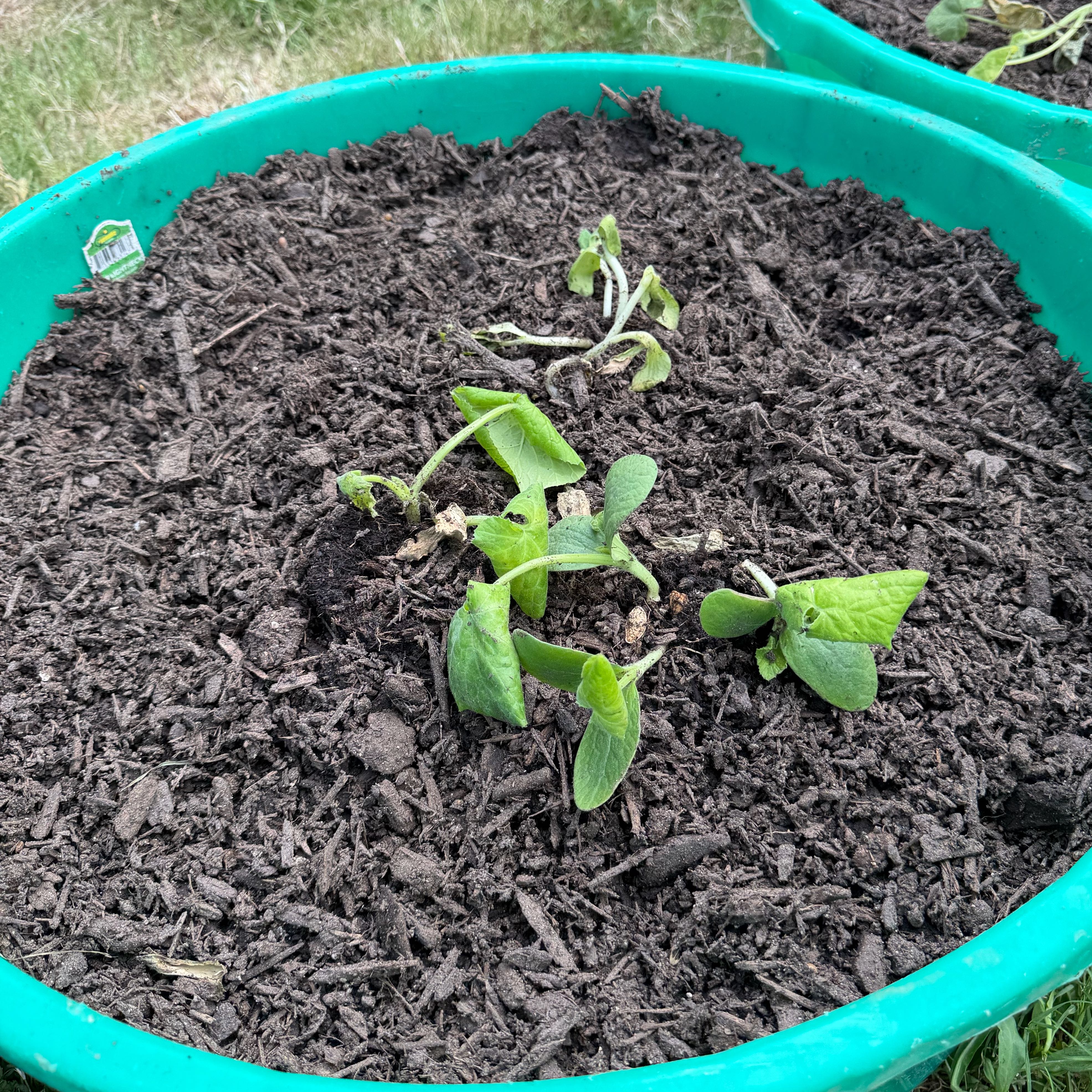 Photo of the plant species Heirloom Squash 'Straightneck' by @RavenBlair2022 named Coco on Greg, the plant care app