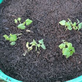 Photo of the plant species Green Okra by @RavenBlair2022 named Harry on Greg, the plant care app