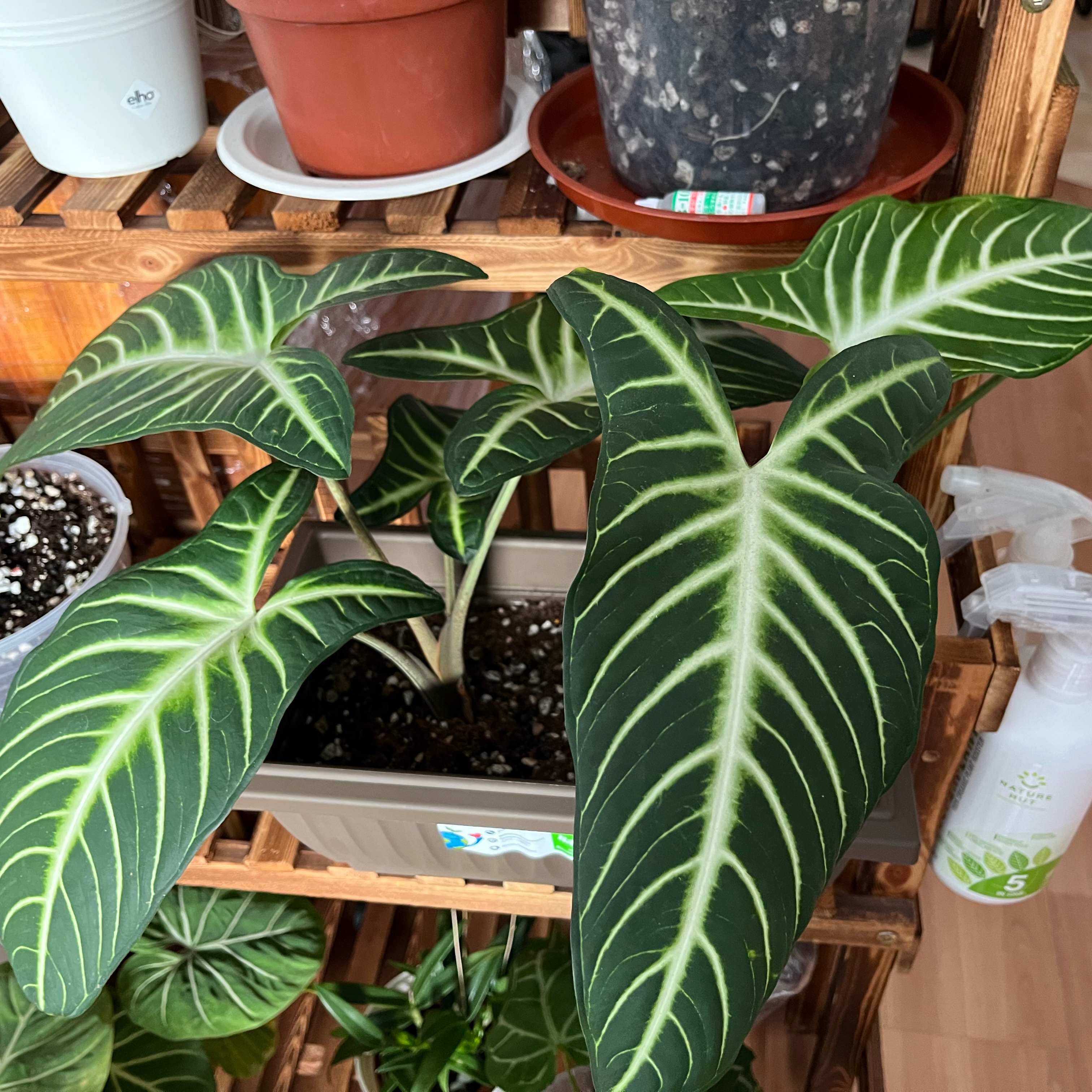 Caladium lindenii 'Magnificum' plant with large, dark green leaves and white veins. Soil visible.
