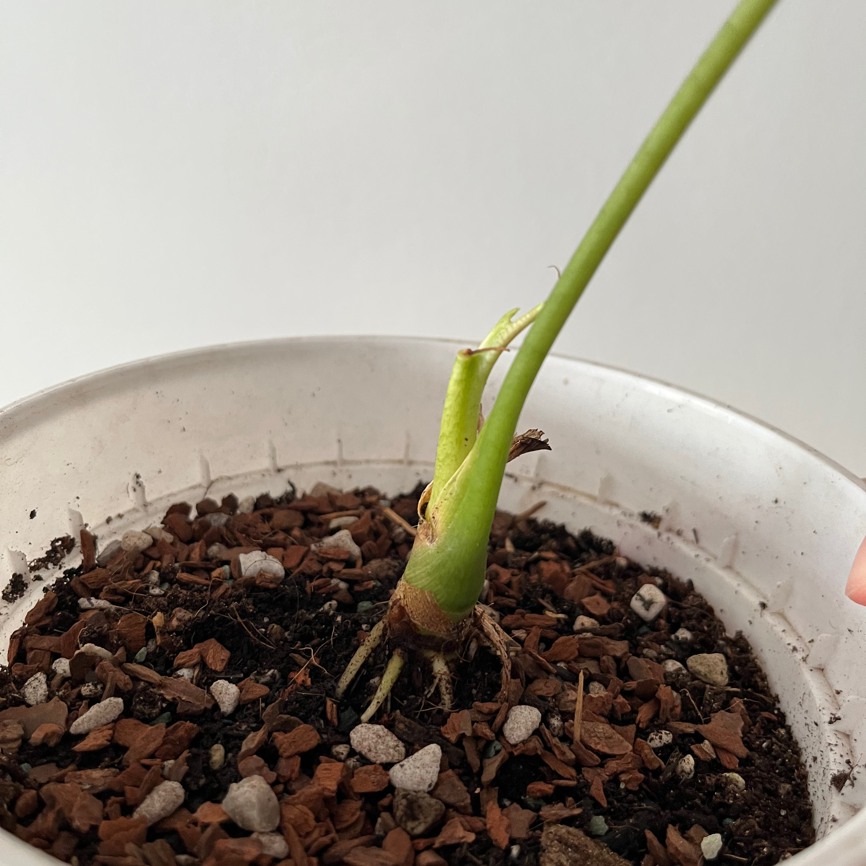 Young Alocasia longiloba plant in a pot with visible soil and a single stem with a small leaf.