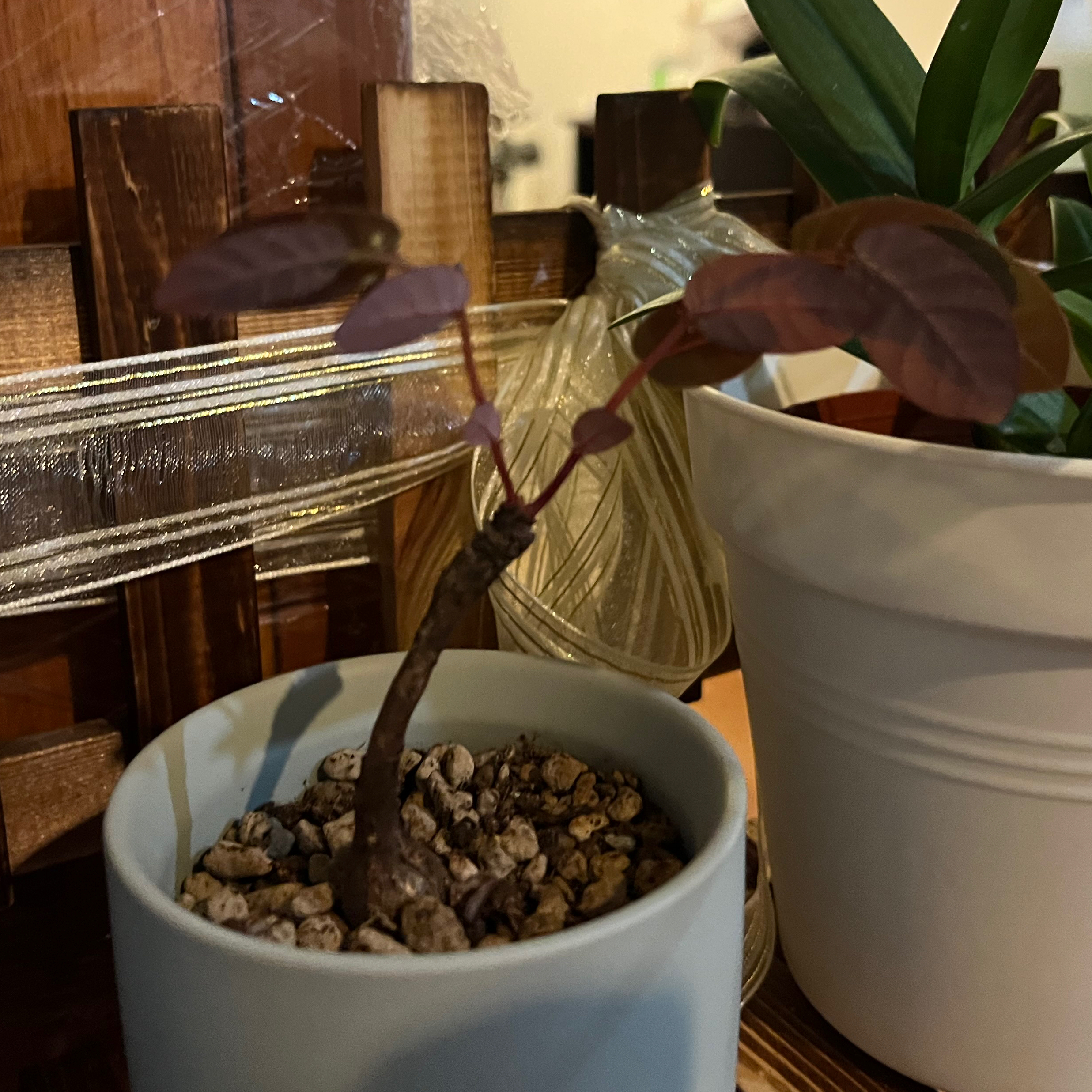 Phyllanthus mirabilis plant in a pot with healthy leaves, another plant in the background.
