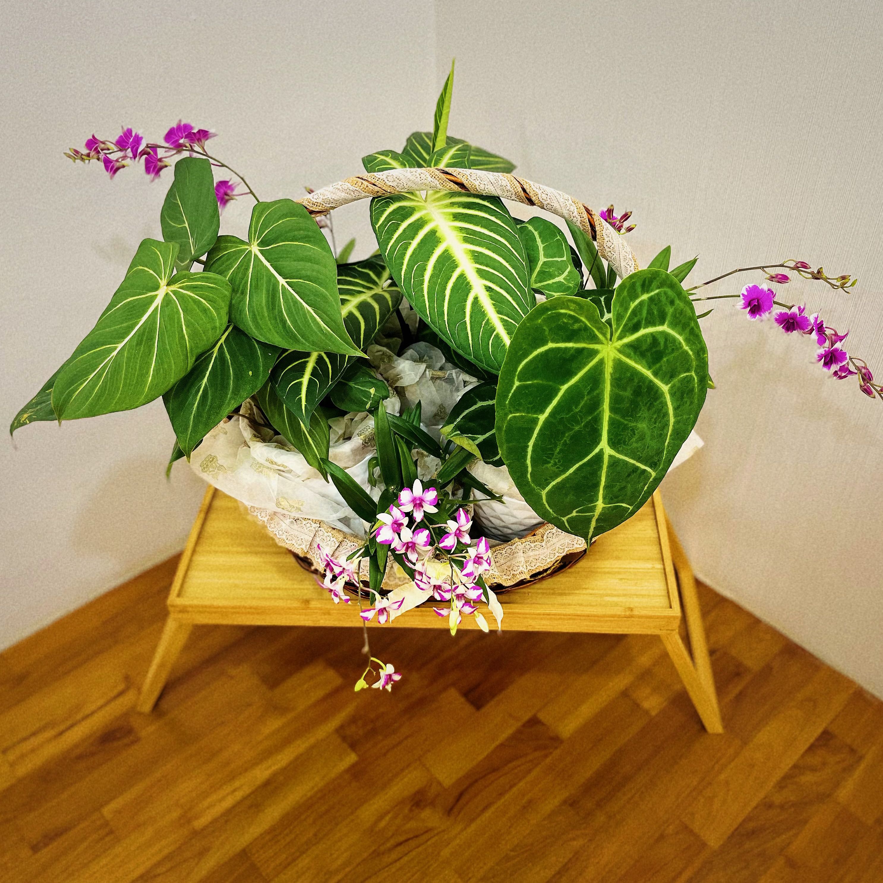 Anthurium crystallinum magnificum plant with large green leaves and small purple flowers in a basket on a wooden stand.