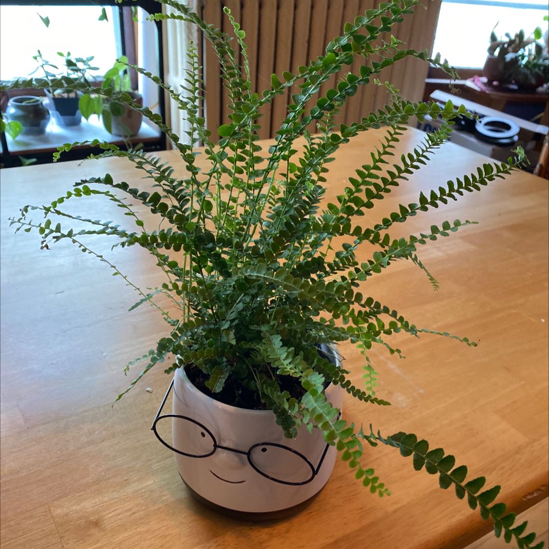 Pellaea rotundifolia plant in a decorative pot on a wooden surface.