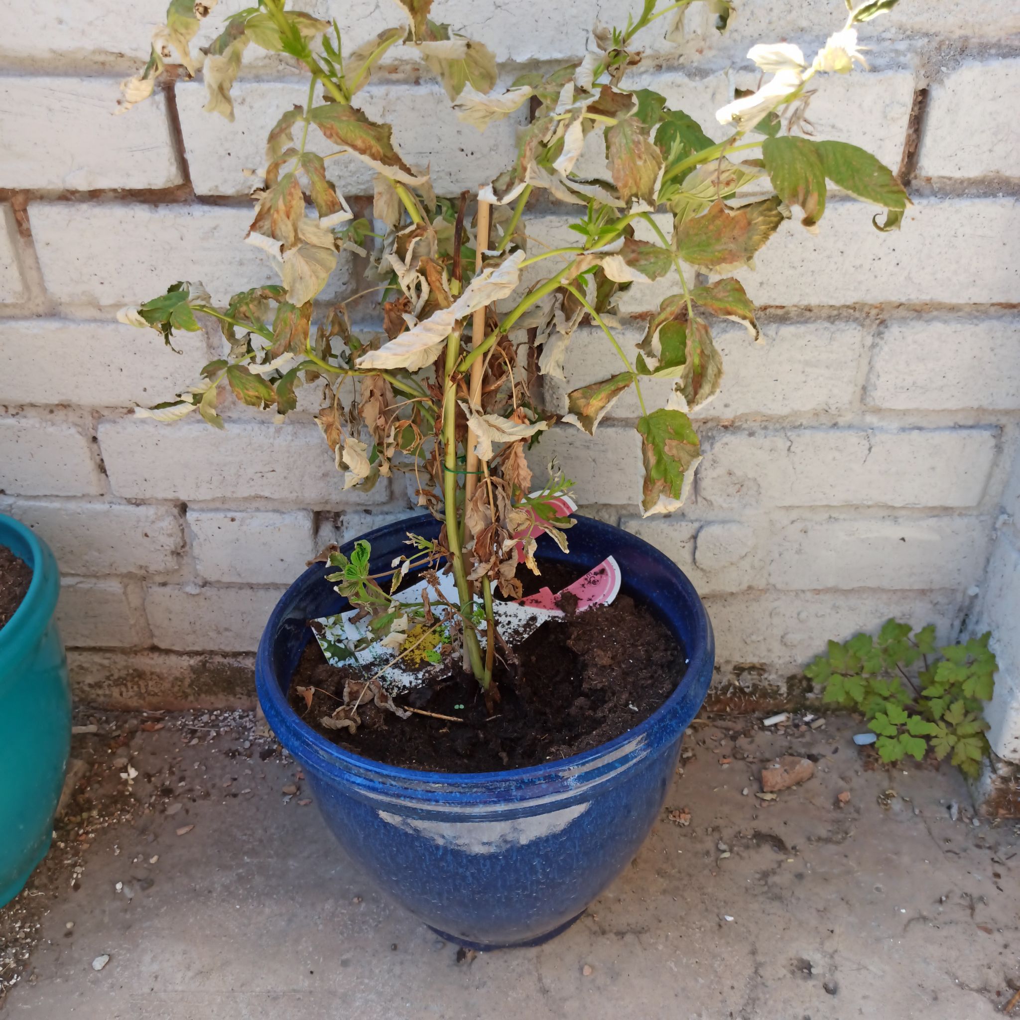 Photo of the plant species Caladium 'Raspberry Moon' by @GrandeeMiro named Bob on Greg, the plant care app