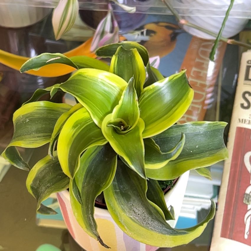Basket Plant with variegated green and yellow leaves in a pot, background includes books.