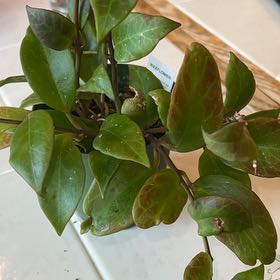 Photo of the plant species Tequila Sunrise Hoya by @kgw260 named Michelle Branch on Greg, the plant care app