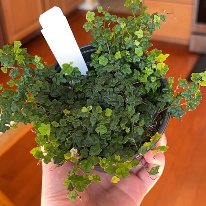 Photo of the plant species Mini Oakleaf Creeping Fig by @kgw260 named Mr. Froggy on Greg, the plant care app