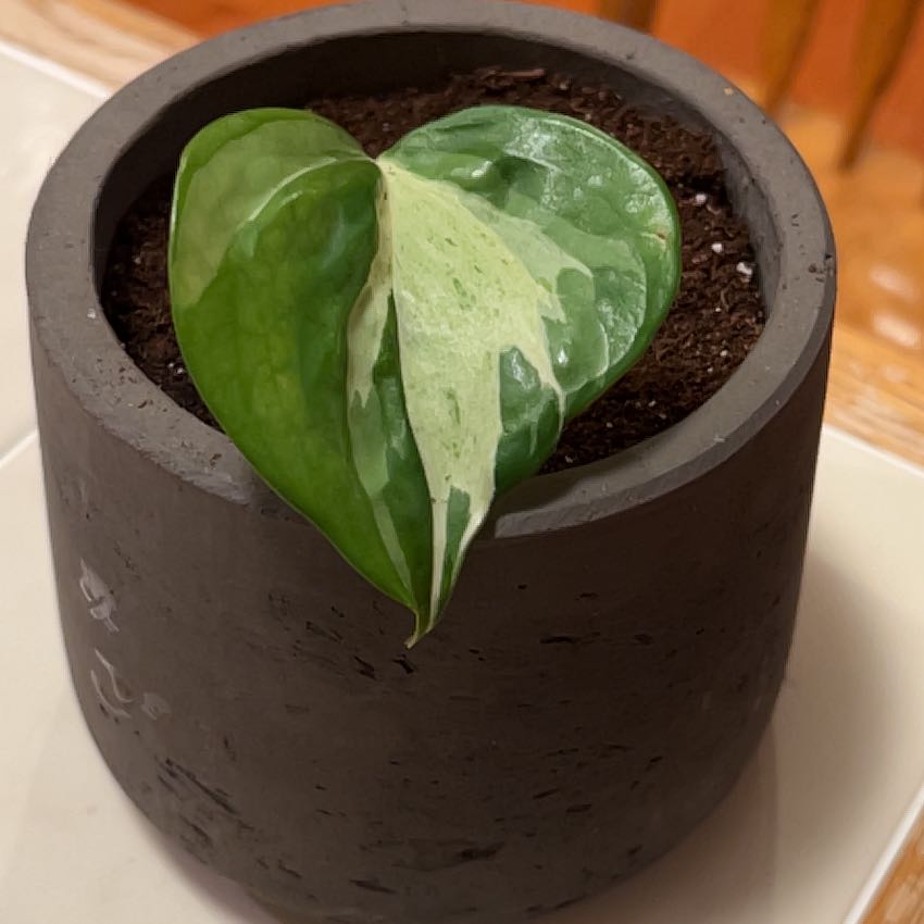 Manjula Pothos plant in a dark pot with variegated green and white leaves.