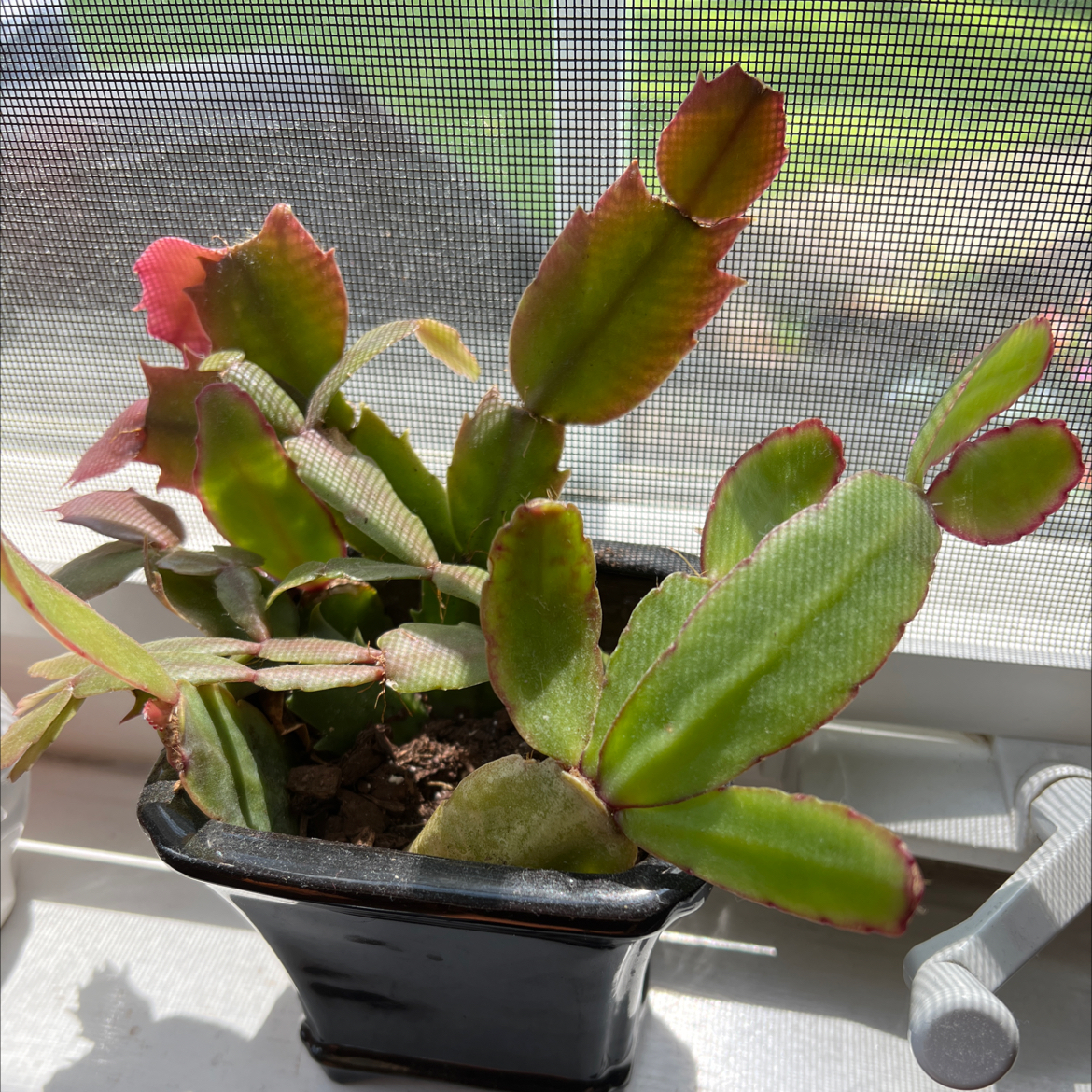 Easter Cactus in a black pot on a windowsill with some red-edged leaves.
