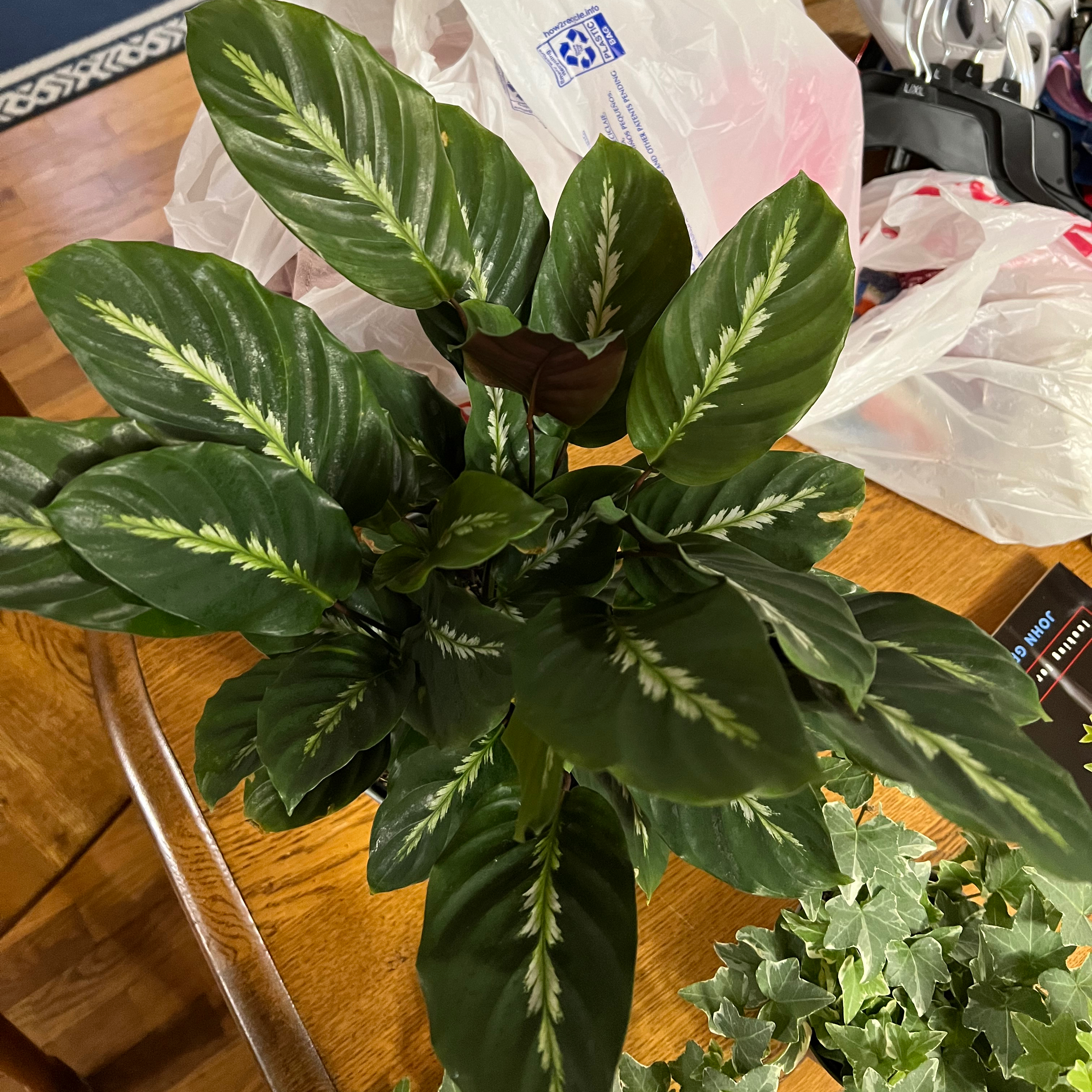 Healthy Prayer Plant 'Maui Queen' with vibrant green leaves and white patterns.