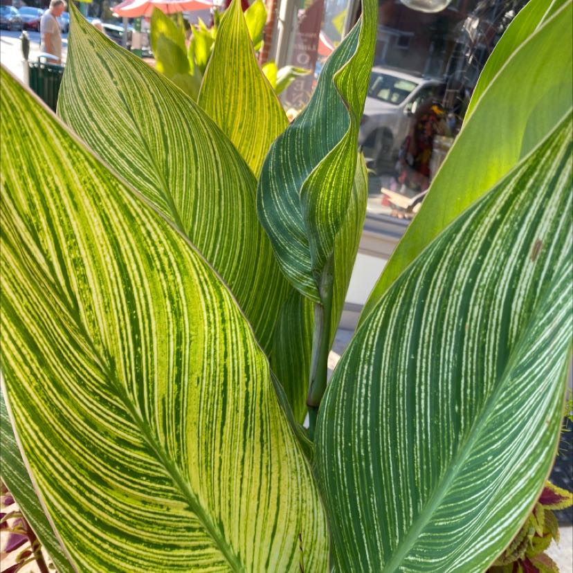 Photo of the plant species Canna Lily by @ColorfulLeaves named Tiger on Greg, the plant care app