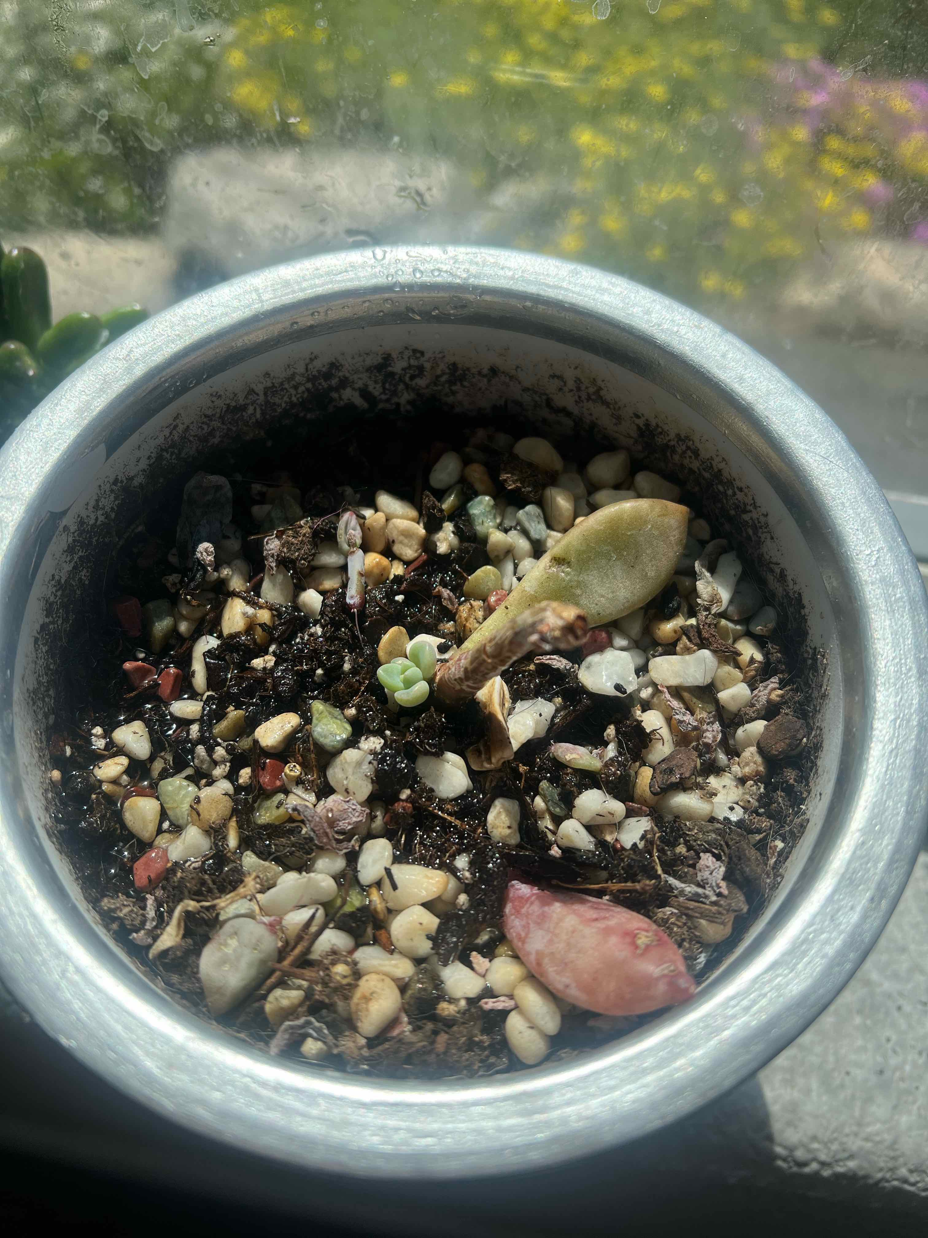 Potted Graptoveria 'Opalina' with visible soil and pebbles, some leaves discolored.