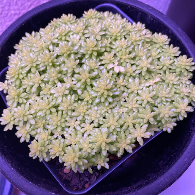 Potted Spanish Stonecrop with small, succulent leaves, slight yellowing visible.