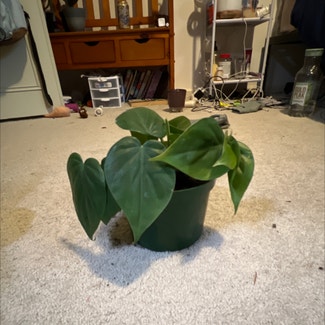 Philodendron cordatum plant in Somewhere on Earth