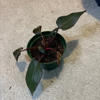 Philodendron Burgundy Princess plant in Somewhere on Earth