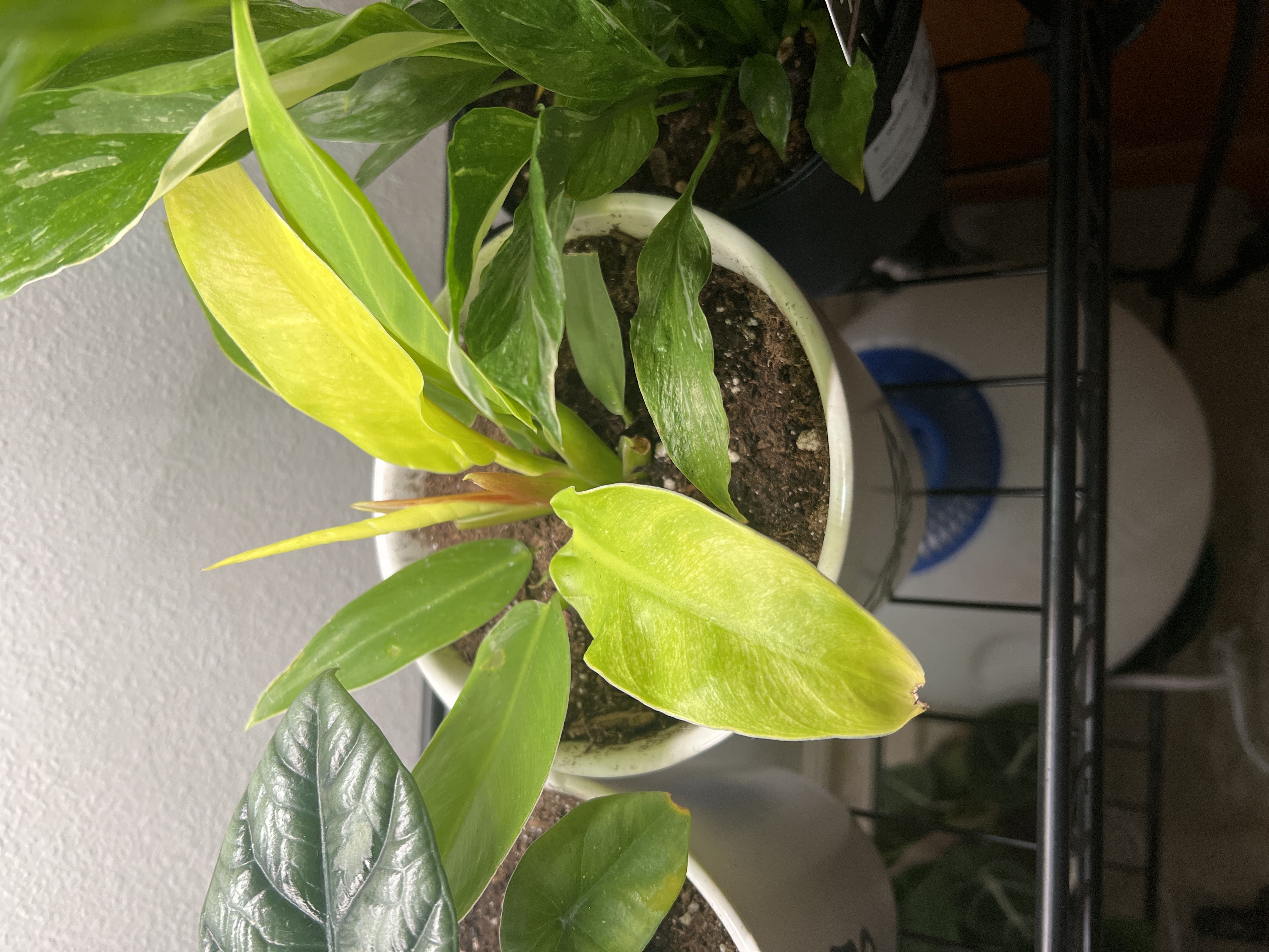 Photo from the post
