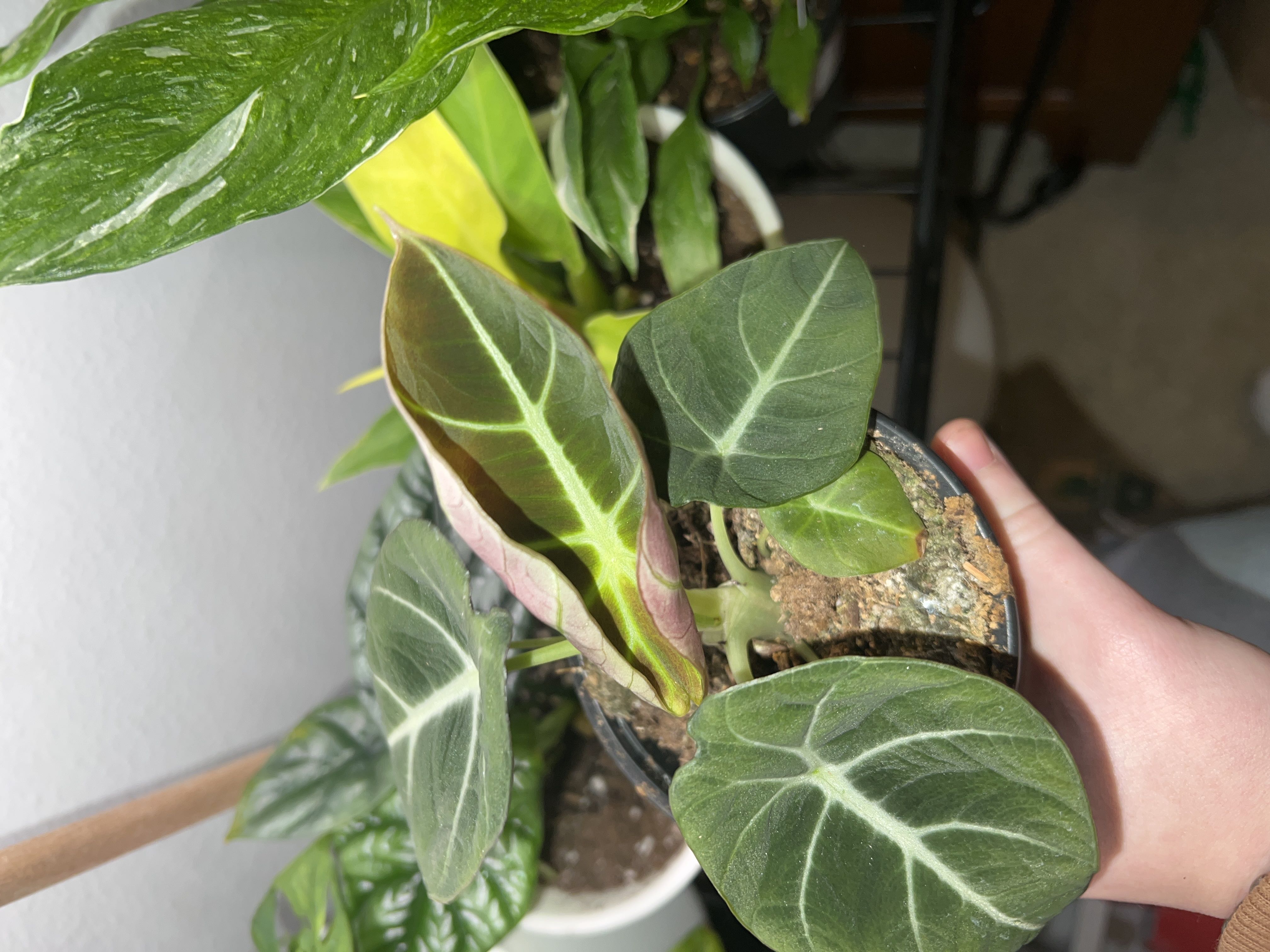 Photo from the post