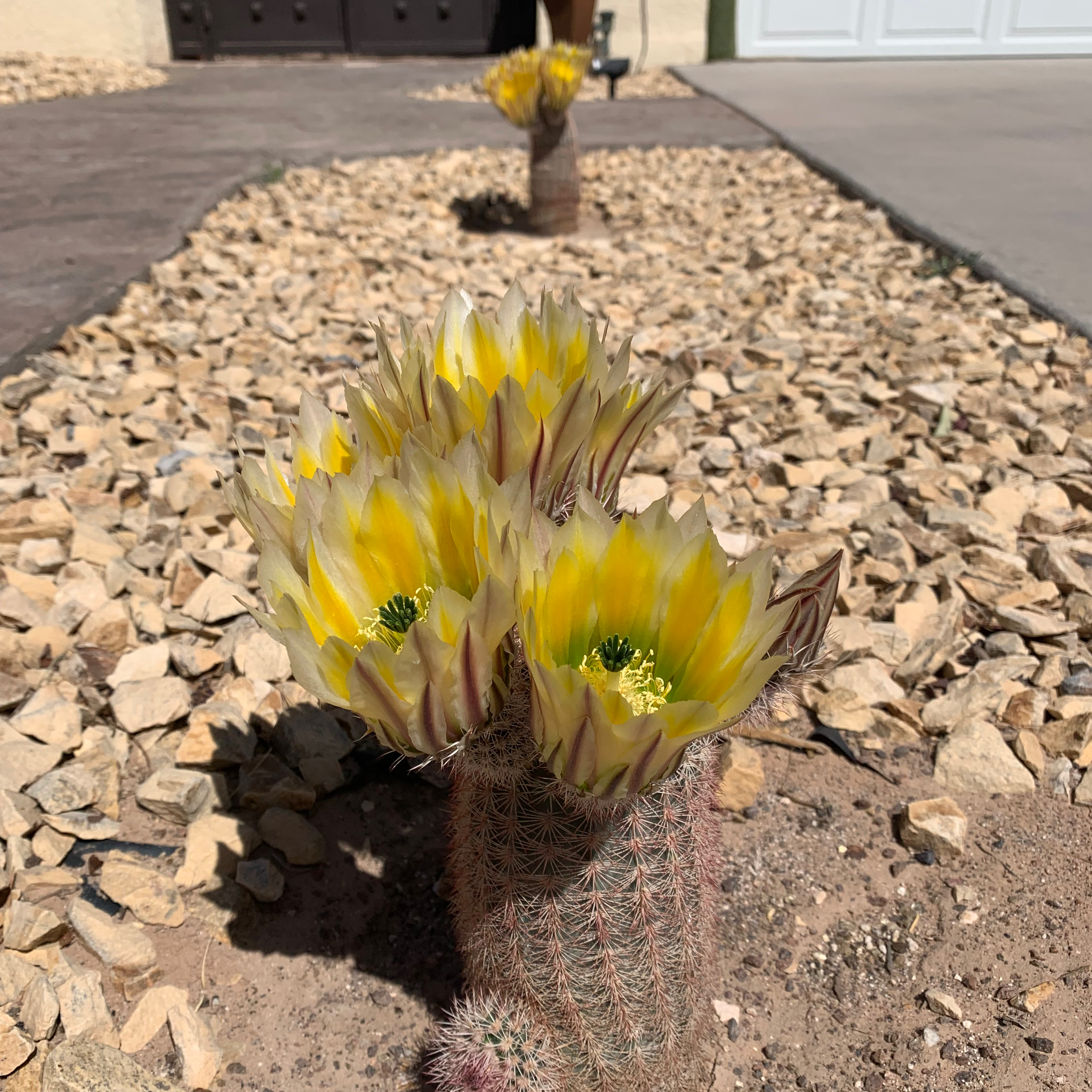 Texas Rainbow Cactus with multiple yellow flowers in bloom in an outdoor setting.