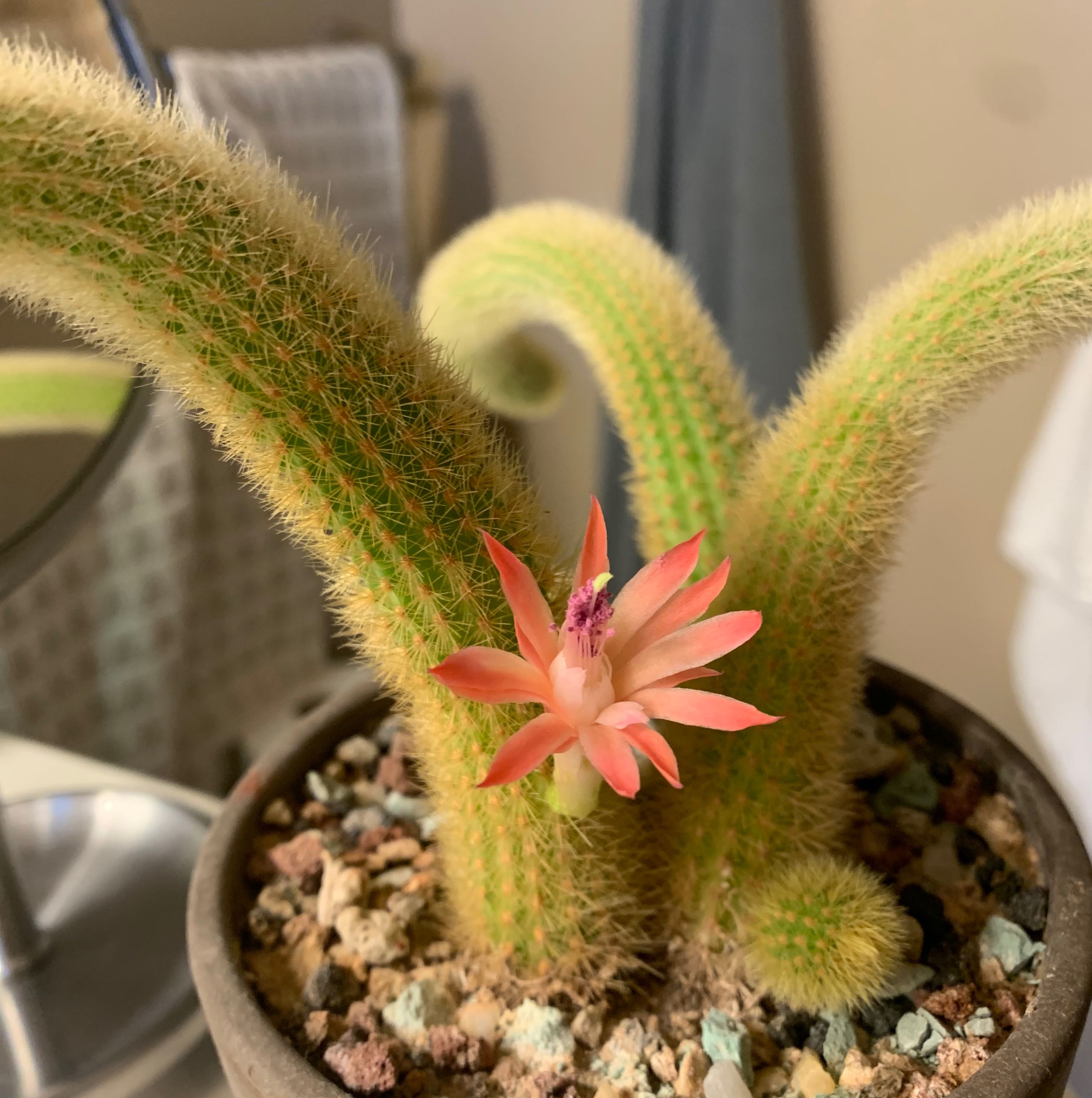 Golden Rat Tail cactus with a pink flower in a pot with visible soil.