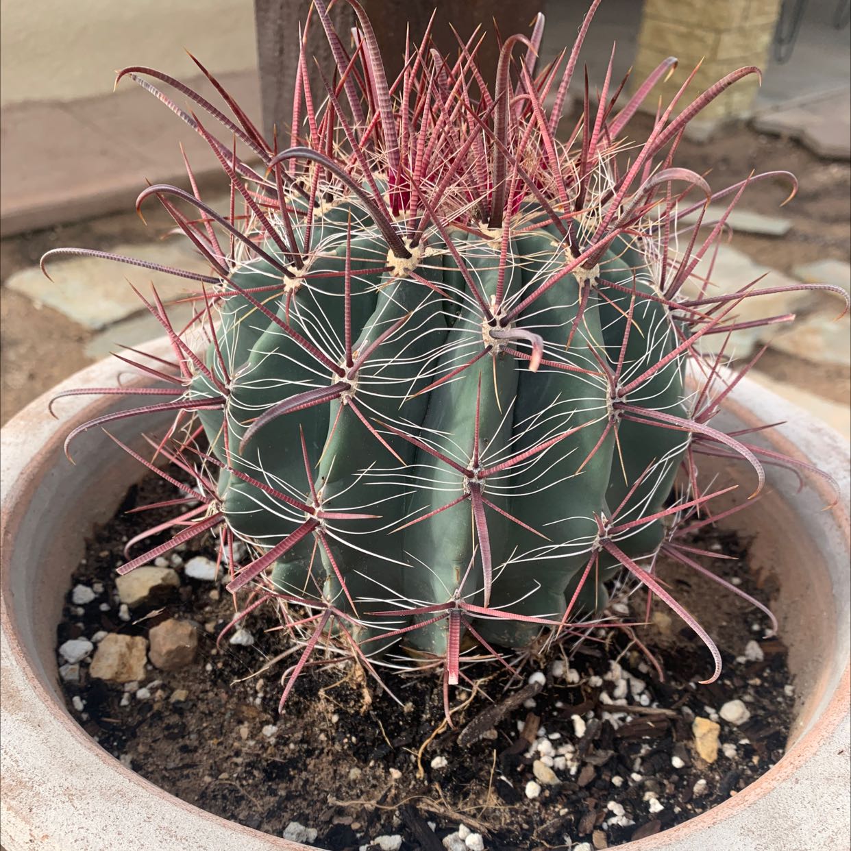 Candy barrel cactus in a pot with visible soil, well-framed and in focus.