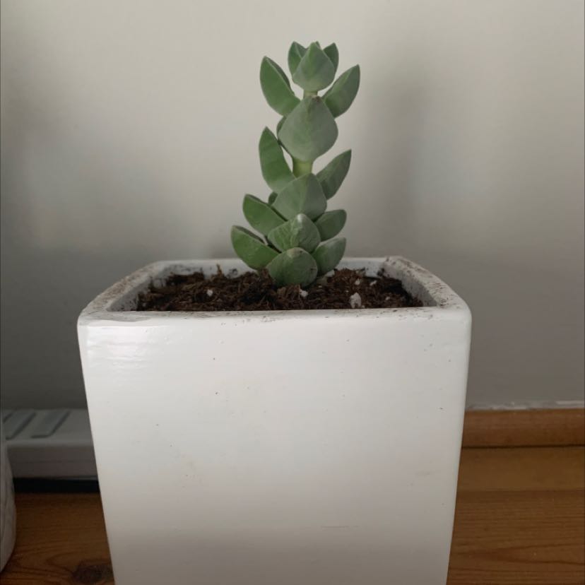 Photo of the plant species Green Pagoda by @GrumpyPlants named Succulent 1 on Greg, the plant care app