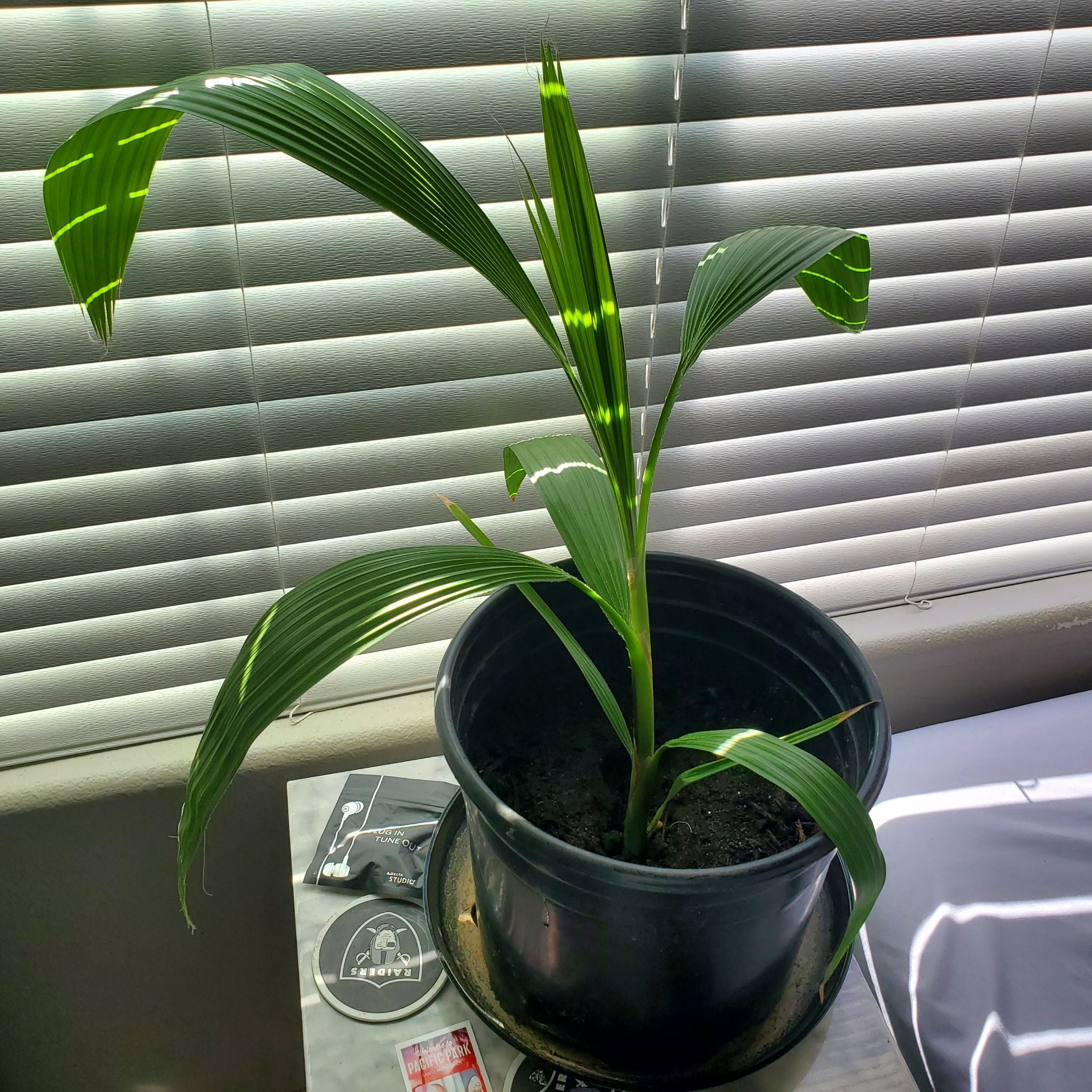 Young Mexican Fan Palm in a black pot near a window with blinds.